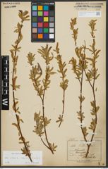 Foto von Salix alba subsp. vitellina (L.) Arcang.